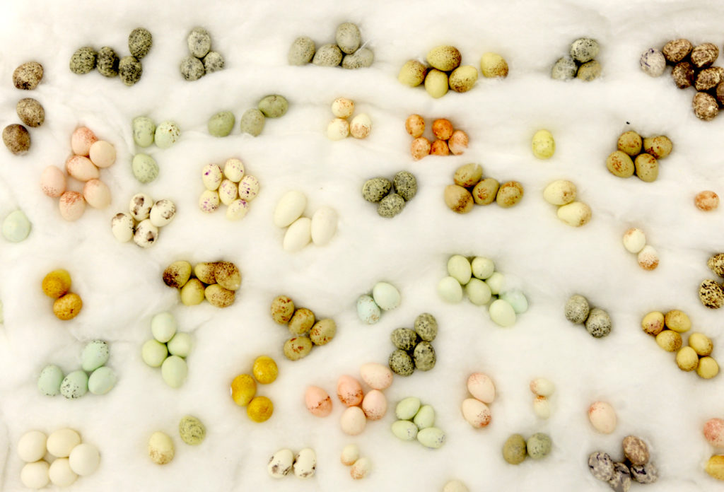 image of a series of different types of birds eggs arranged on a soft white background 