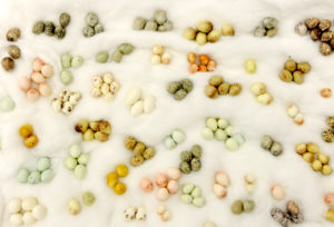 image of a series of different types of birds eggs arranged on a soft white background